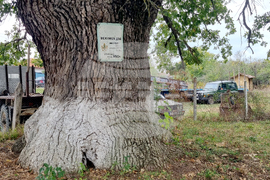 Село Величка - вековни дървета