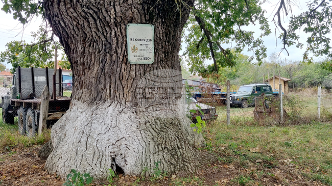 Село Величка - вековни дървета