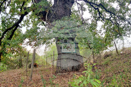 Село Величка - вековни дървета