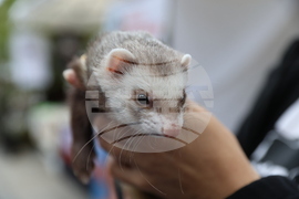 Благотворителен маратон - „Бягане за животните“