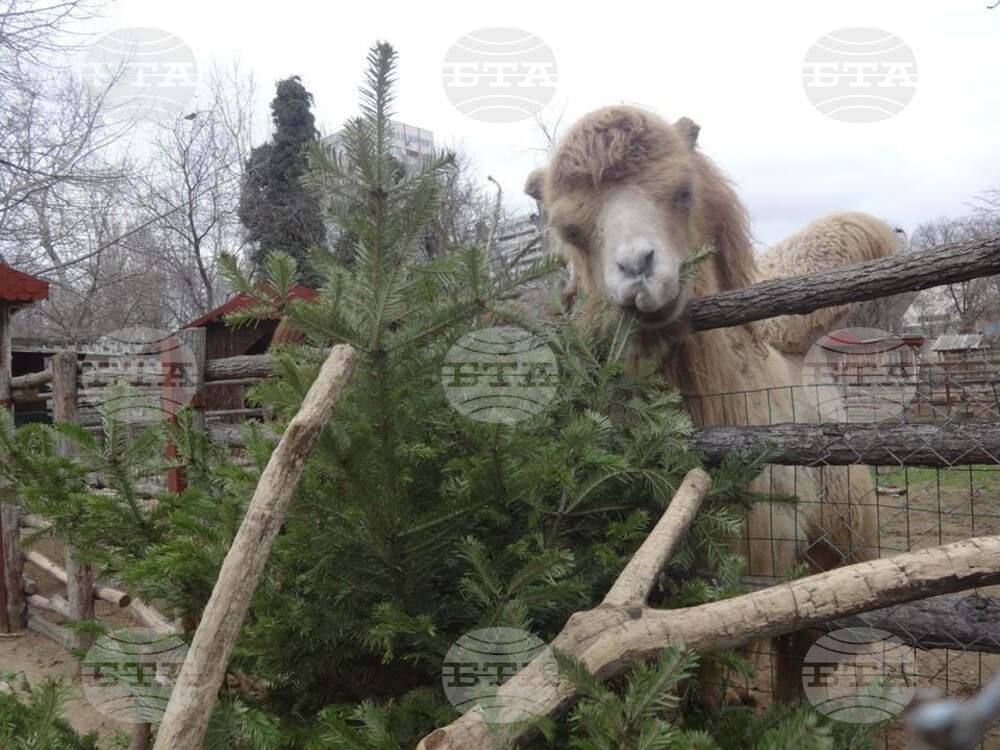 Zoos in Varna, Dobrich Accept Old Christmas Trees