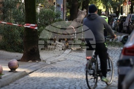 Съборено дърво