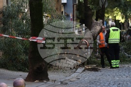 Съборено дърво