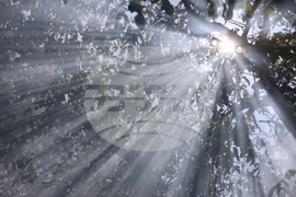 Благоевград - оранжерия - пожар