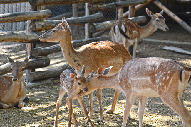 Община Варна: Близо 70 са новородените животни във варненския зоопарк от началото на годината 