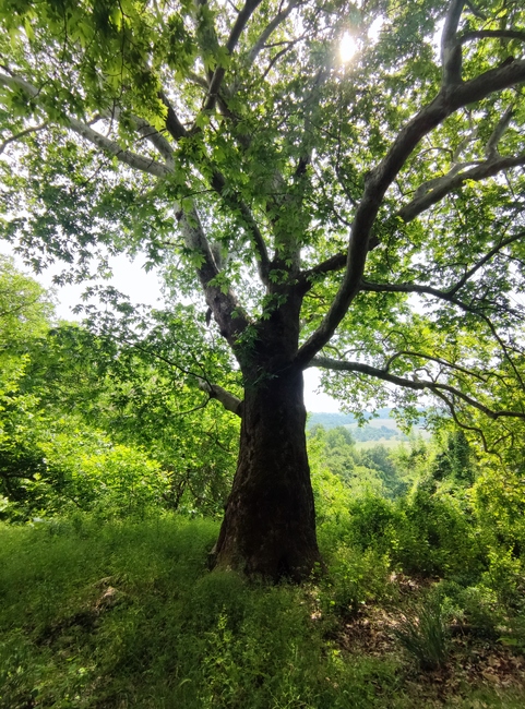 Министерство на околната среда и водите: Девет вековни дървета са обявени за защитени
