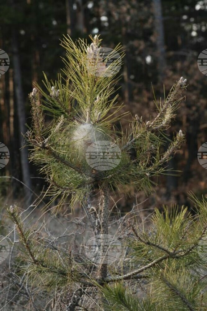 Gabrovo Forestry Workers Take Measures against Alien Moth