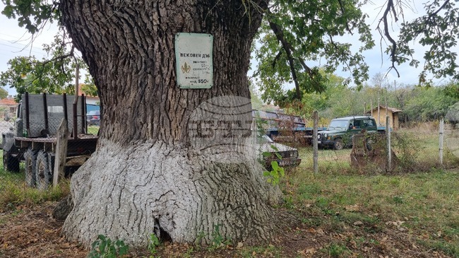 Two Centuries-Old Trees Officially Declared Protected