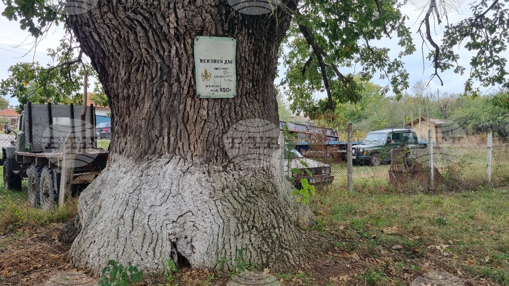 Two Centuries-Old Trees Officially Declared Protected