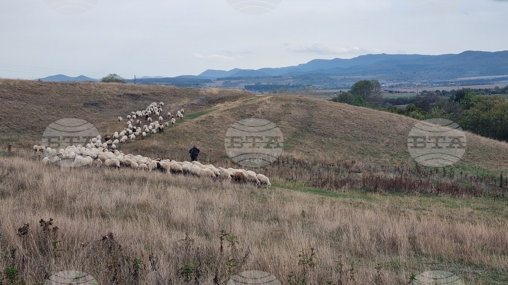 Меди-Висна не е характерно за България и няма разработена програма за контрол на това заболяване, посочи БАБХ във връзка със случая в село Сигмен