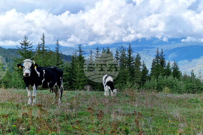 Случаи на нодуларен дерматит при френски говеда се разпространяват близо до испанската граница