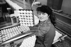 Световен ден на яйцето