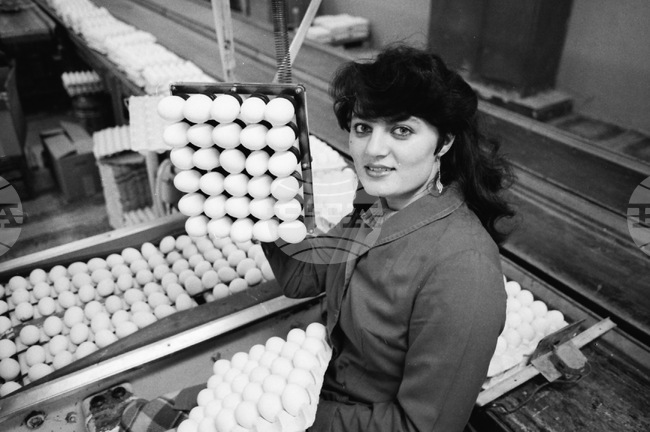 World Egg Day Marked on October 10