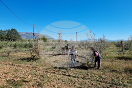 Кюстендил - реколта - ябълки