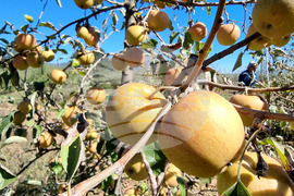 Кюстендил - реколта - ябълки