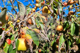 Кюстендил - реколта - ябълки