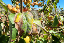 Кюстендил - реколта - ябълки