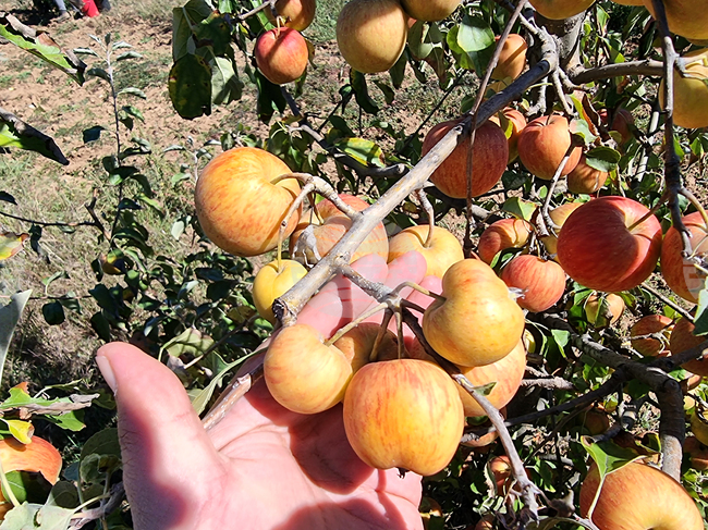 Кюстендил - реколта - ябълки