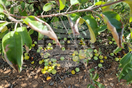 Кюстендил - реколта - ябълки