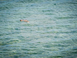 Снимка: Ваканционно селище „Албена“ - Богоявление 