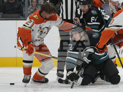 Ducks Sharks Hockey