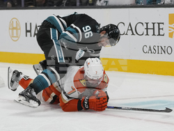 Ducks Sharks Hockey
