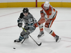 Ducks Sharks Hockey