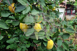 Търговище - есенни плодове