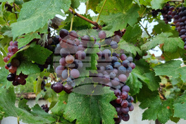 Търговище - есенни плодове