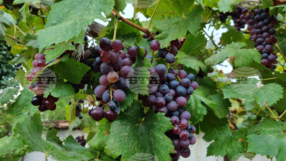 Търговище - есенни плодове