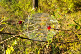 Търговище - есенни плодове