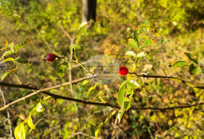 Прогноза за времето