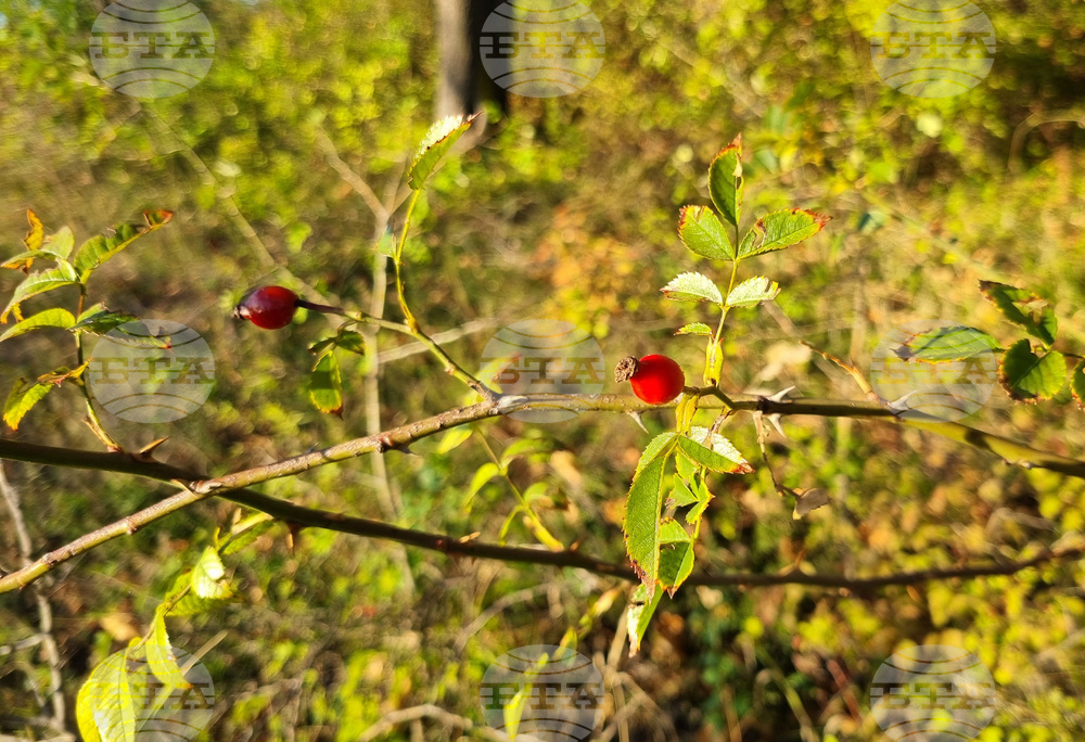 Търговище - есенни плодове