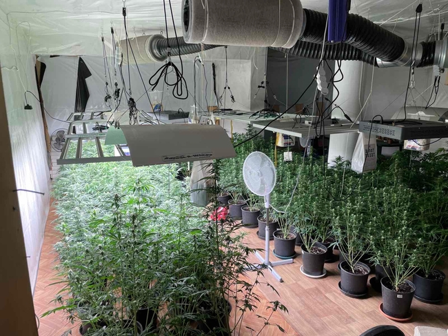 МВР: Две наркооранжерии са разкрити при спецоперация на полицаи от СДВР