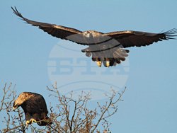 Снимка: Българско дружество за защита на птиците