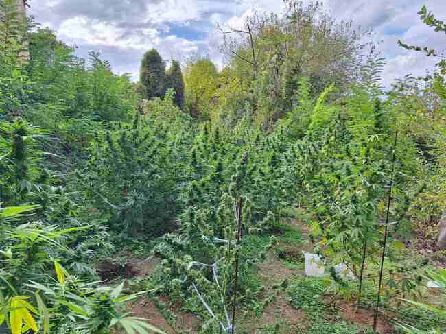 В Ямболско задържаха 39-годишен за отглеждане на коноп