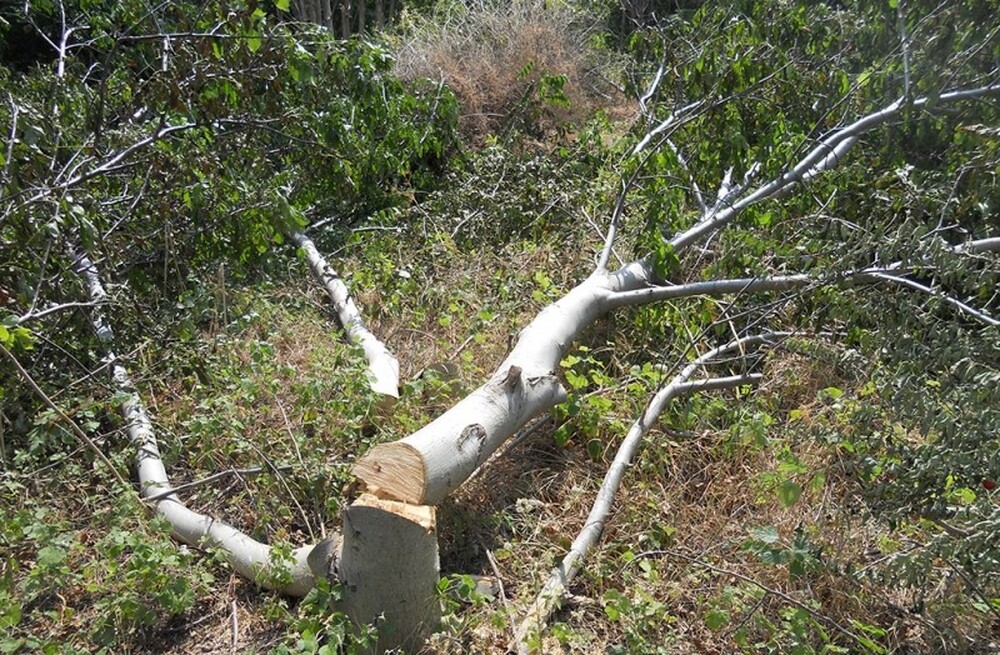 Санкционират гражданин за 3 отсечени дървета в старозагорския кв. „Железник“