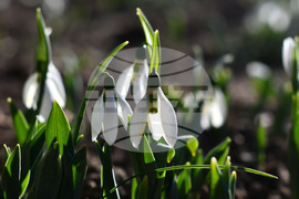 Исперих - кокичета