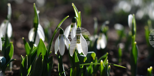Исперих - кокичета