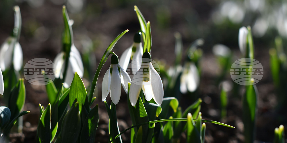 Исперих - кокичета