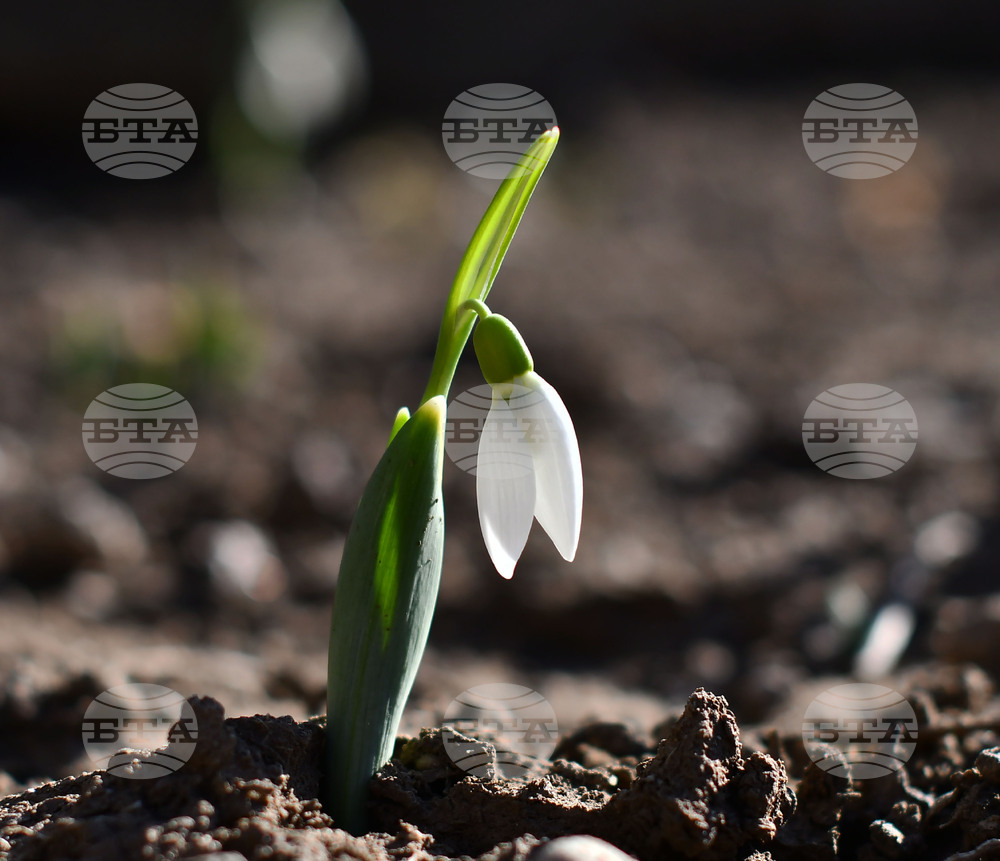 Исперих - кокичета