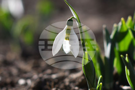 Исперих - кокичета