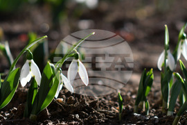 Исперих - кокичета