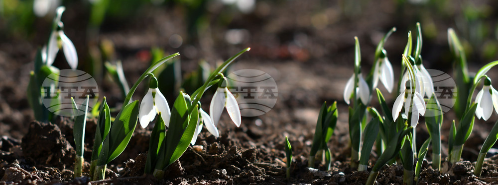 Исперих - кокичета