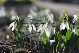 Исперих - кокичета