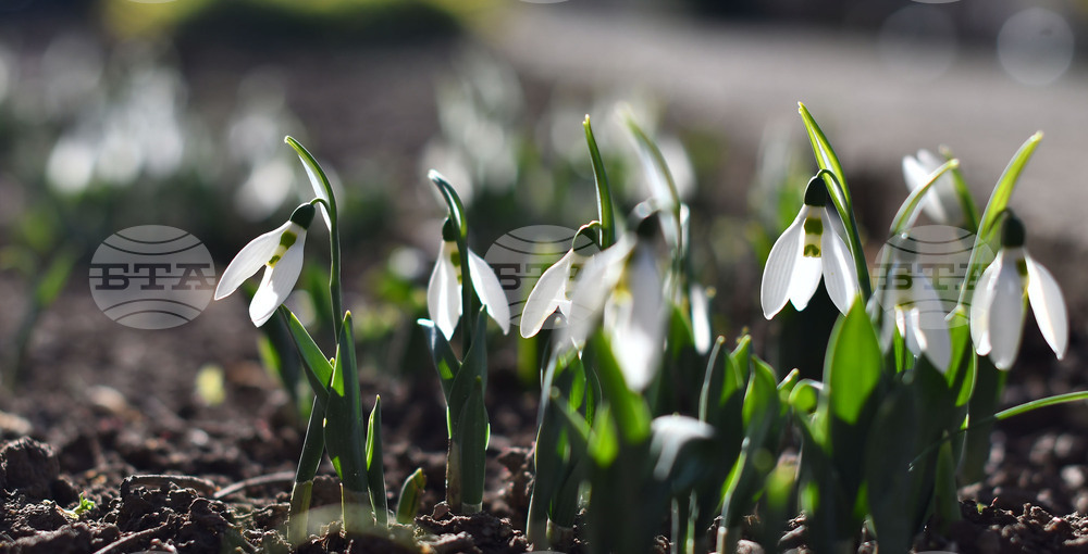 Исперих - кокичета