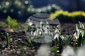 Исперих - кокичета