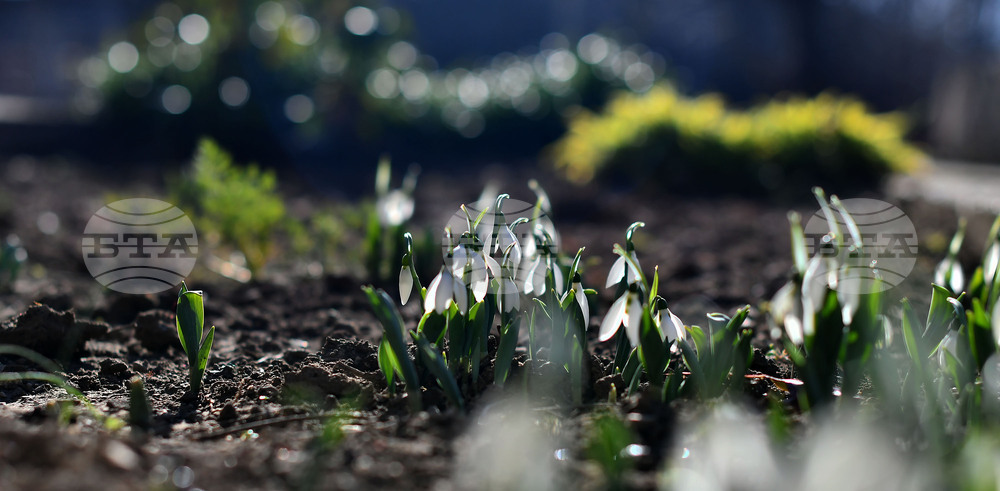 Исперих - кокичета