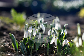 Исперих - кокичета