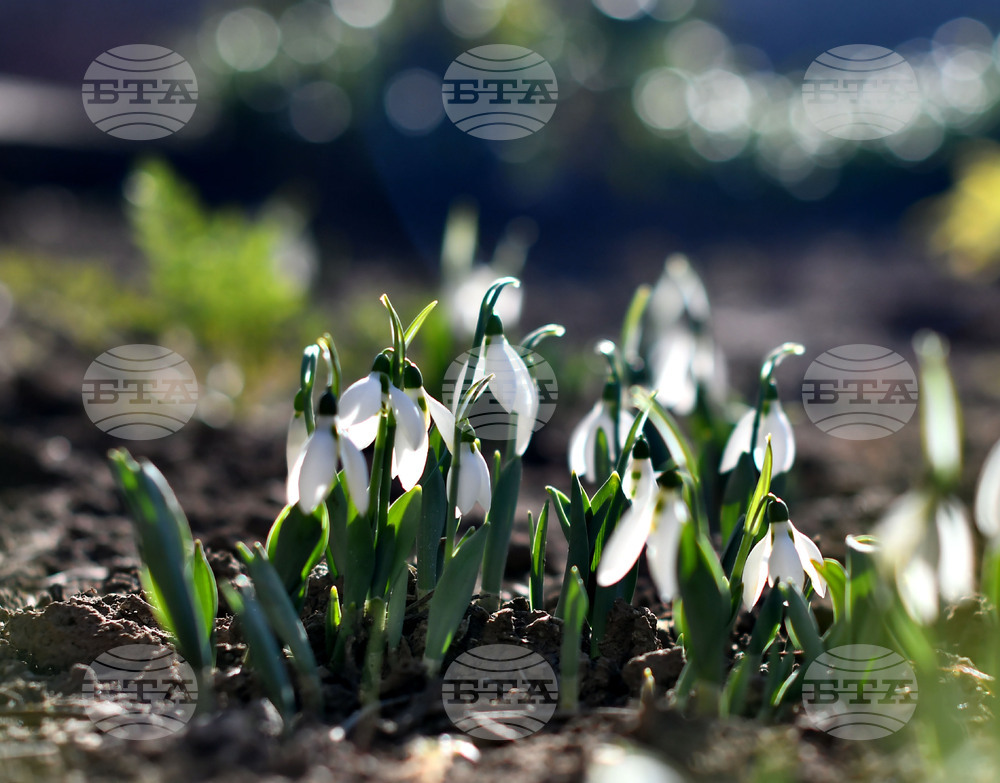 Исперих - кокичета